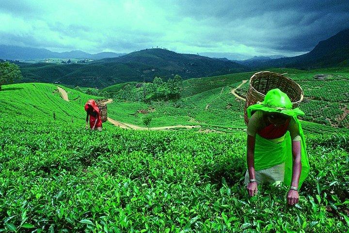 Amazing Sri Lanka ( 6N/ 7D)