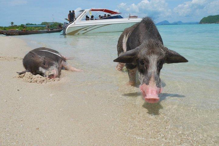 Snorkeling & Kayaking Trip at Koh Madsum and Koh Tan By Speedboat From Koh Samui