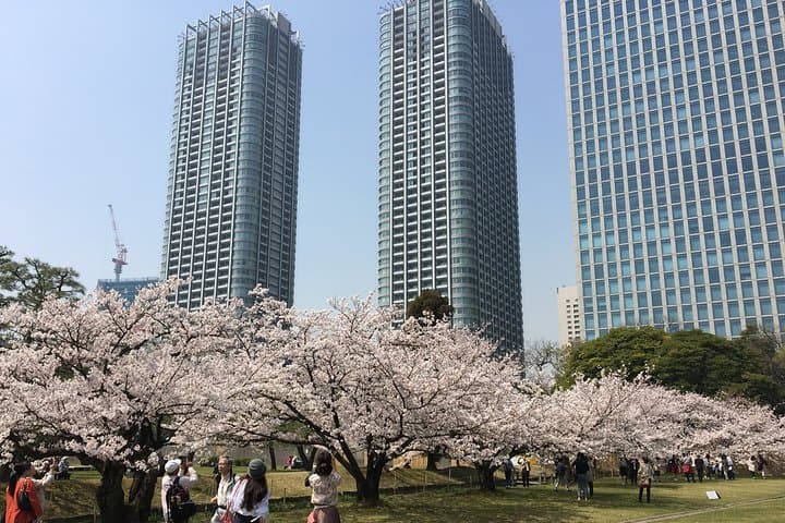 Private Tokyo Cherry Blossom Tour – Custom Sakura Viewing Spots
