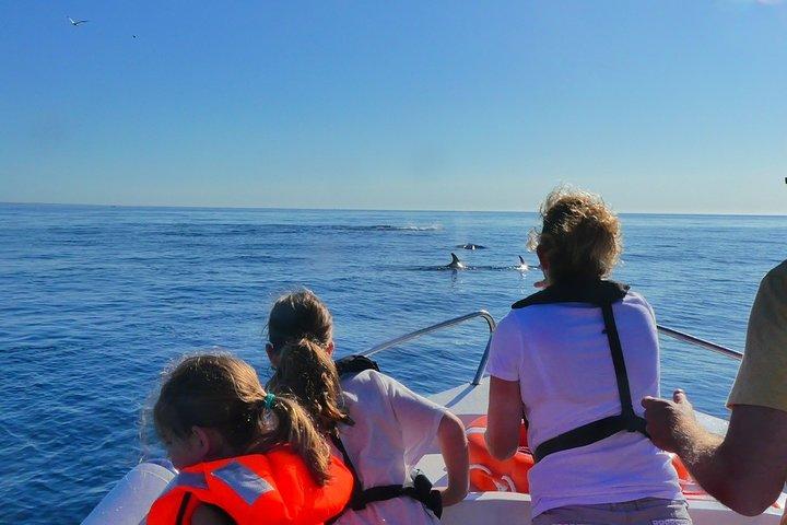 Small Group Dolphin and Wildlife Watching Tour in Faro