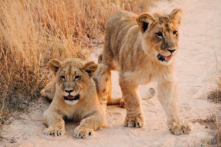 1-day Manyara N.P Tanzania small group sharing Joining safari