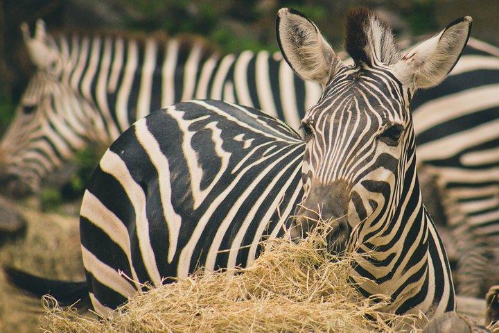 1-day Manyara N.P Tanzania small group sharing Joining safari