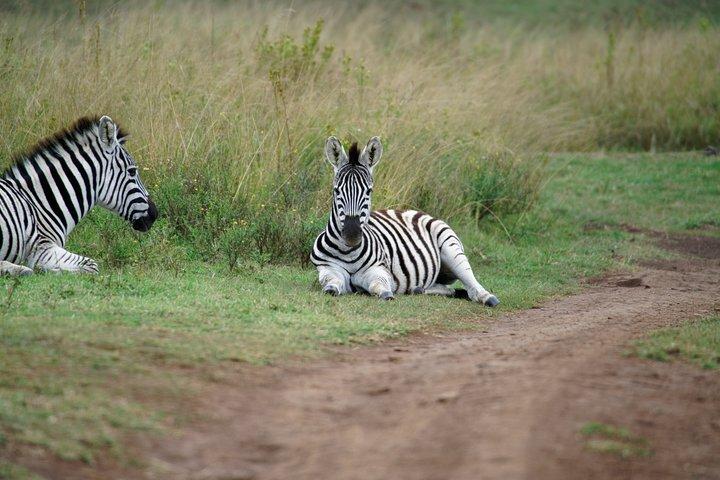 1-day Manyara N.P Tanzania small group sharing Joining safari