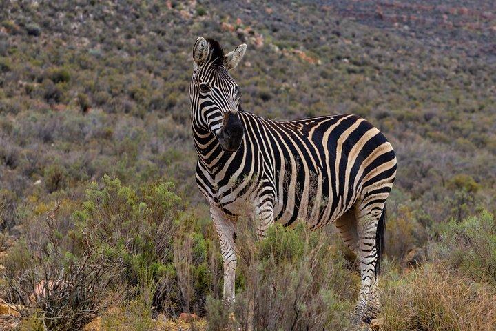 2 Days Tanzania Safari Special Offer: Sharing Group to Arusha N.P