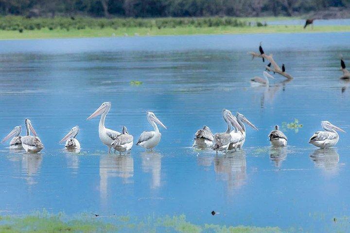 Gal Oya National Park Safari