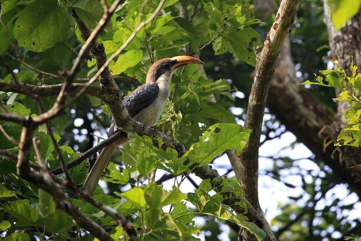 Birdwatching Trek in Anawilundawa Sanctuary from Colombo