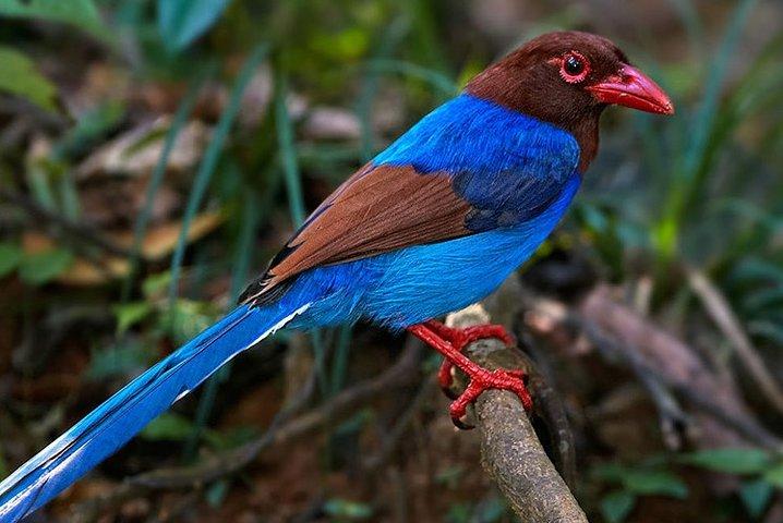 Birdwatching Trek in Anawilundawa Sanctuary from Colombo