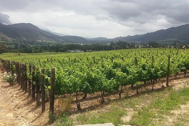 Shark Cage Diving + Wine Tasting Private From Cape Town F/D