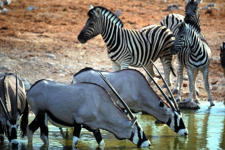 Private Safari Tour to Aquila Private Game Reserve excluding Entrance Fees
