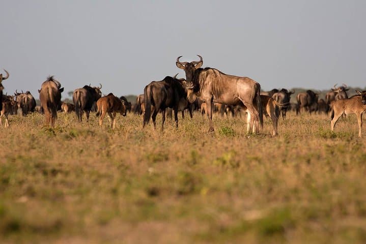 4-Day Masai Mara and Lake Nakuru Safari Tour from Nairobi