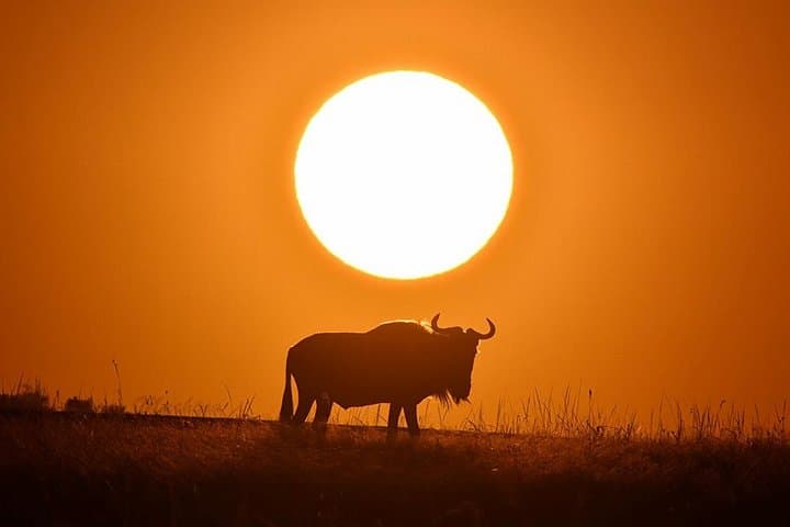 4-Day Masai Mara and Lake Nakuru Safari Tour from Nairobi