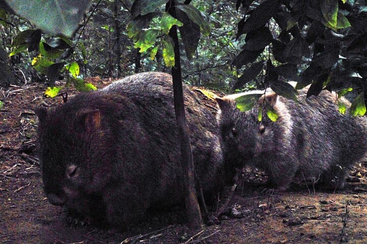 Walking with Wild Wombats Private Day Trip from Sydney