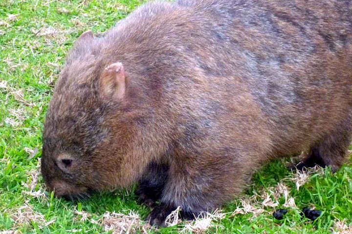 Walking with Wild Wombats Private Day Trip from Sydney
