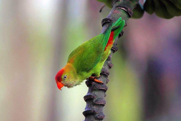 Birdwatching Safari in Udawalawe National Park from Mount Lavinia