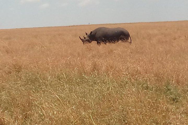 5 Days Safari to Lake Bogoria N/R, Lake Nakuru N/P and Maasai Mara N/R.
