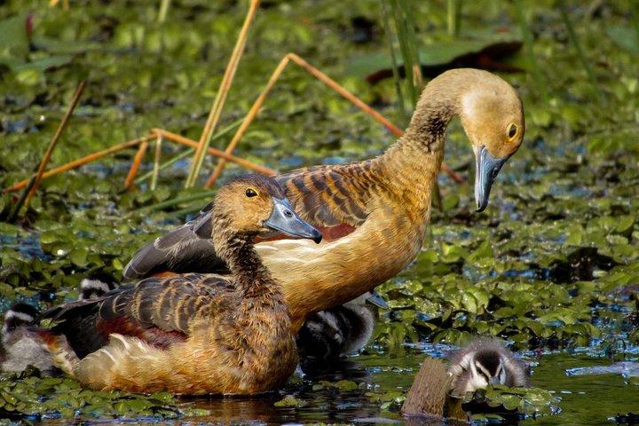 Birdwatching Trek at Thalangama Wetland from Mount Lavinia