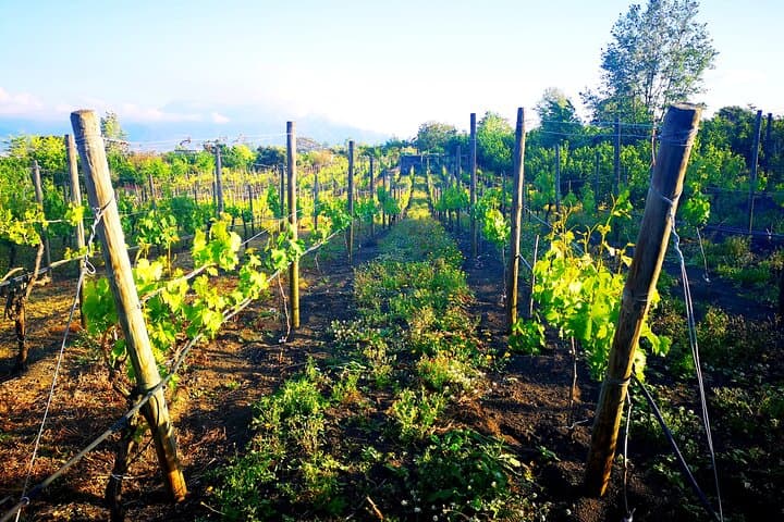 Visit 2 wine producers with tasting and transportation included