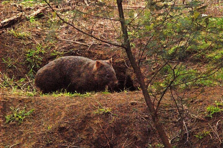 Walking with Wild Wombats Private Day Trip from Sydney