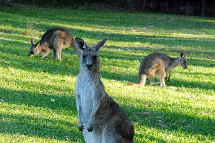 Walking with Wild Kangaroos Private Half-Day Trip from Sydney