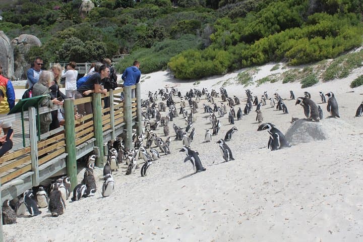 Private Visit To Hermanus Whale Watching Penguins And Winery + All fees included