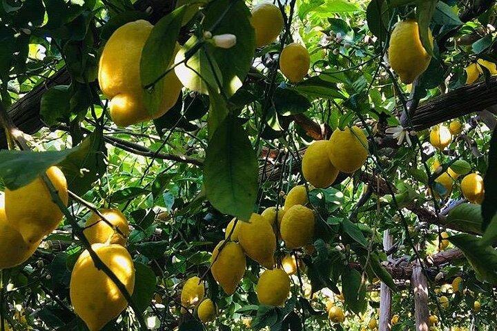 Walking tour from Minori to Maiori along the Path of the Lemons