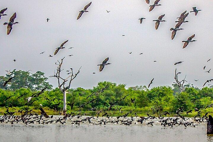 Birdwatching by Boat at Kalametiya Sanctuary