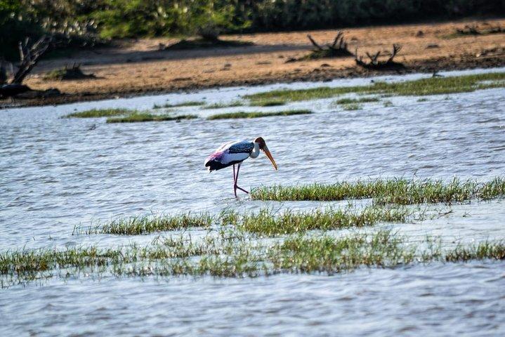 Birdwatching by Boat at Kalametiya Sanctuary