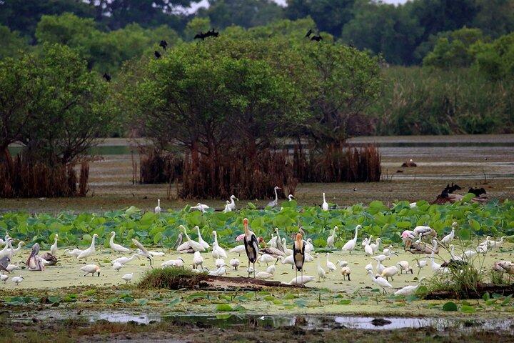 Birdwatching by Boat at Kalametiya Sanctuary
