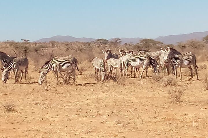7 Days Safari, Samburu N/R Ol Pejeta Conservancy, Hells Gate N/P Maasai Mara N/R