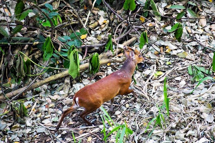 Udawattakele Forest Reserve Hiking Tour in Kandy