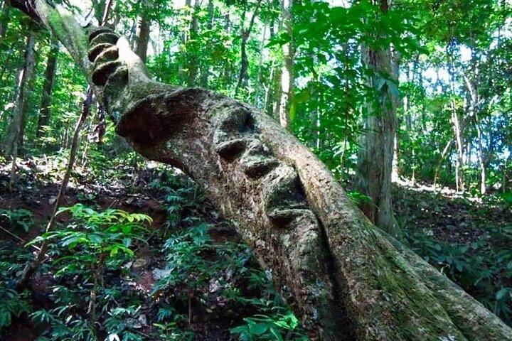 Udawattakele Forest Reserve Hiking Tour in Kandy