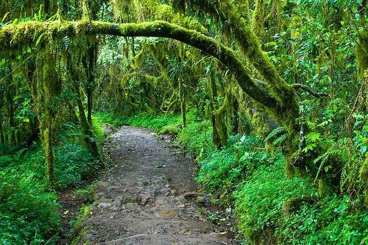Mt. Kilimanjaro Day Trip Trek on Marangu Route