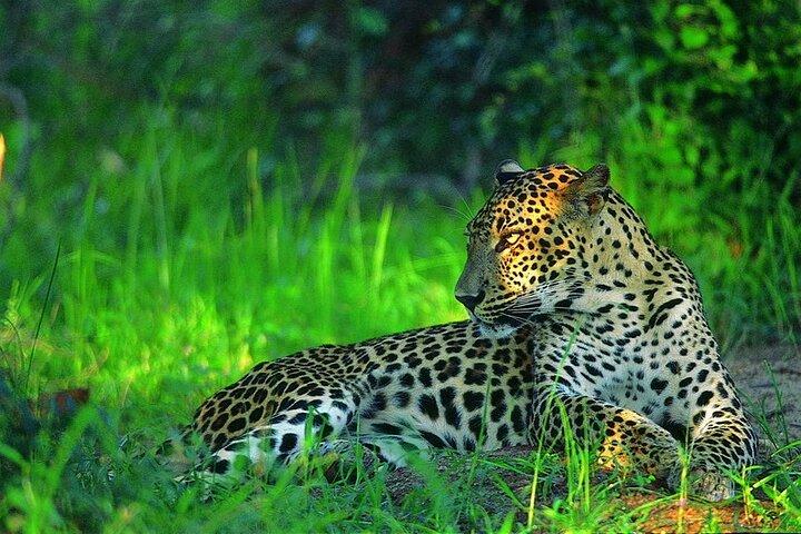 Treking / Bird Watching / Excursion at Sinharaja Rain Forest