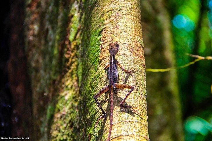 Treking / Bird Watching / Excursion at Sinharaja Rain Forest