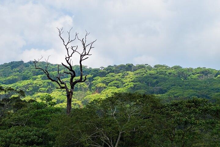 Treking / Bird Watching / Excursion at Sinharaja Rain Forest