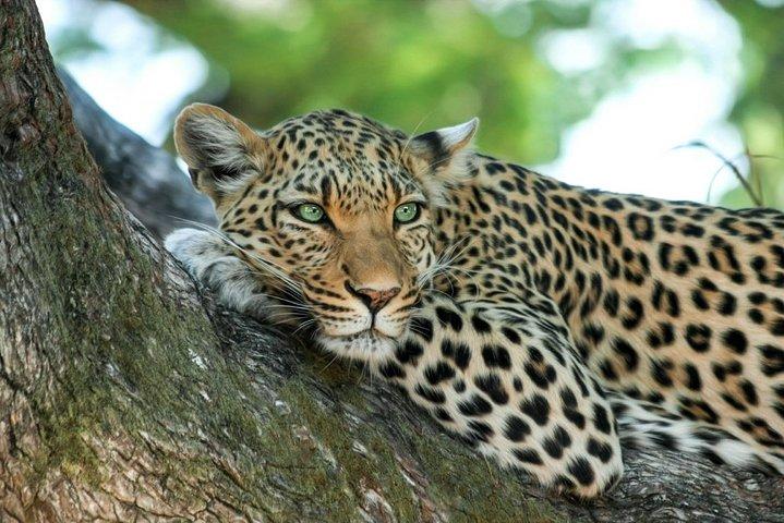 Yala National Park Safari from Tangalle