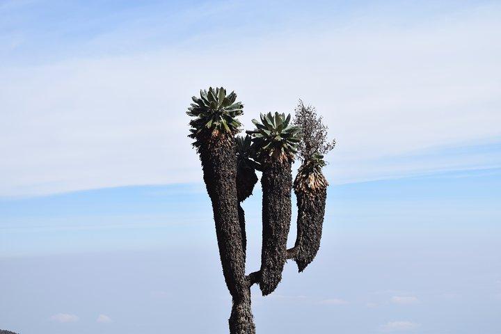 Machame Route 7 Days 6 Nights /Kilimanjaro Climb