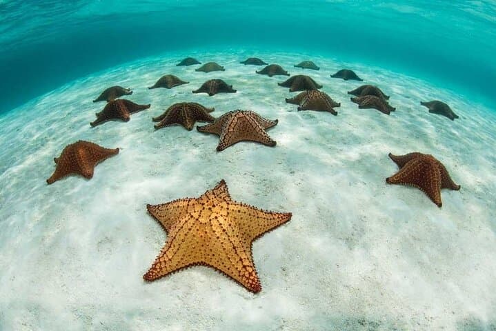 Snorkeling at Blue Lagoon, Star fish and The Rock Restaurant