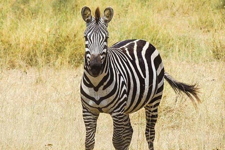 Masai Mara Interactive & Lake Nakuru Safari 4D/3N