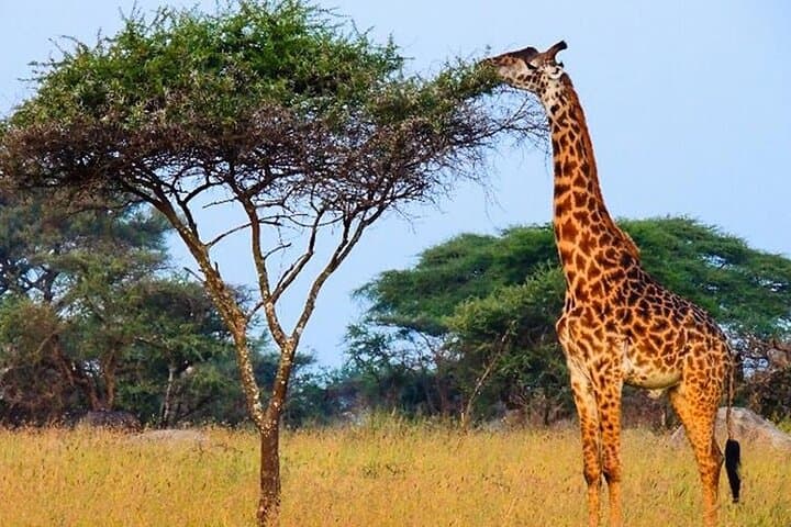 Masai Mara Interactive & Lake Nakuru Safari 4D/3N