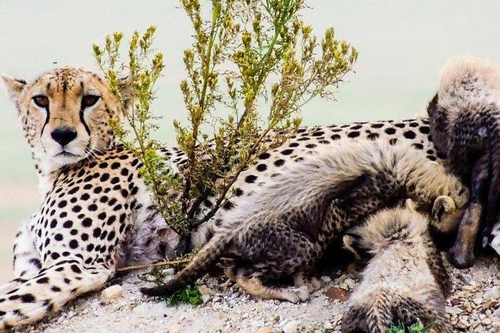 Masai Mara Interactive & Lake Nakuru Safari 4D/3N