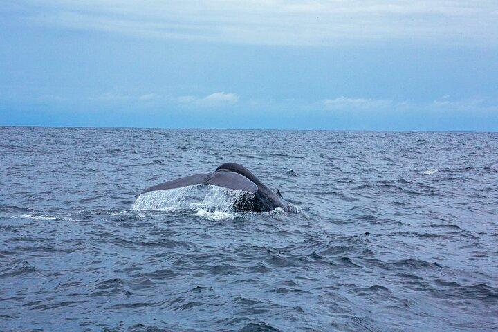 Whale Watching from Galle on Shared Boat