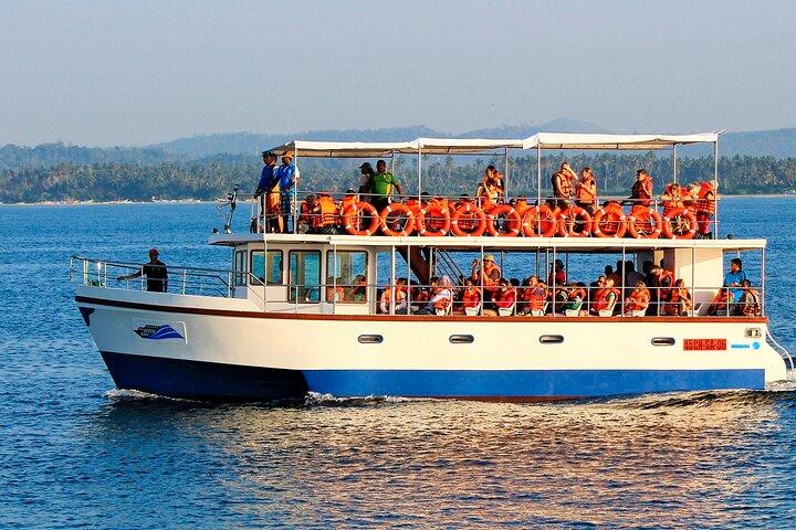 Whale Watching from Galle on Shared Boat