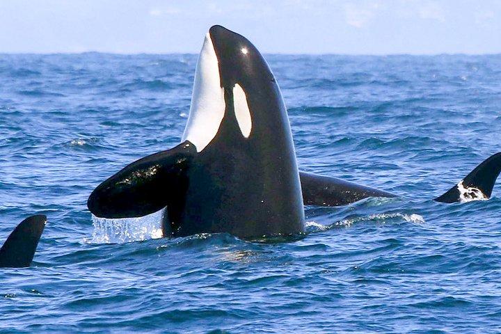 Whale Watching from Galle on Shared Boat