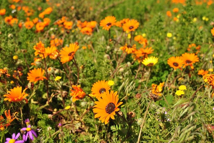 West Coast Flower Full Day Tour