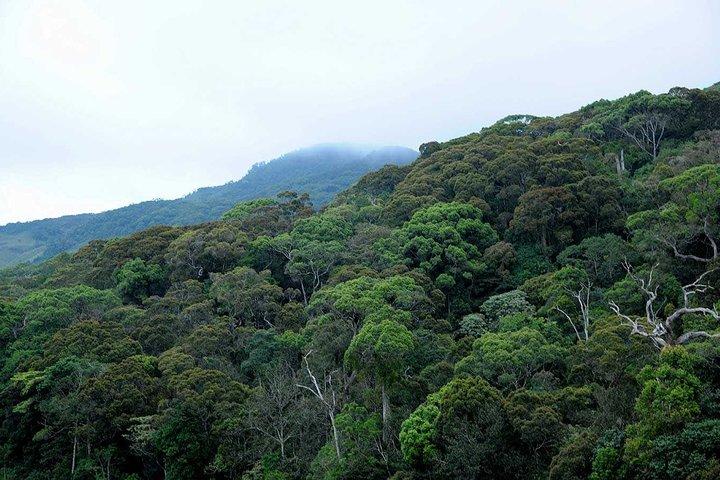 Sinharaja Rain Forest Tour from Tangalle