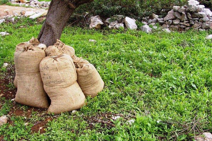 Ancient Olympia & Magna Grecia Farm Experience with Tastings