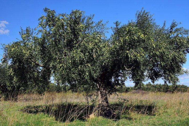 Ancient Olympia & Magna Grecia Farm Experience with Tastings