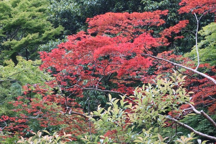 Minoh Waterfall and nature walk through the Minoh Park