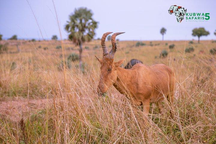 3 Days Wild Tour Queen Elizabeth National Park Safari Uganda